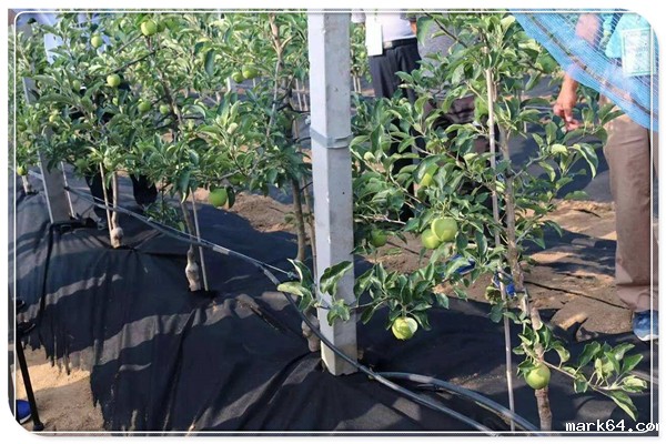 防草布在现代果园管理的广泛应用