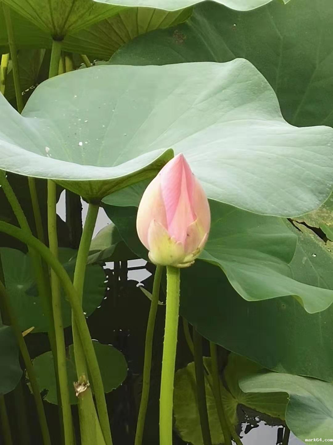 防水毯在景观湖达到“虽由人作,宛自天开”的