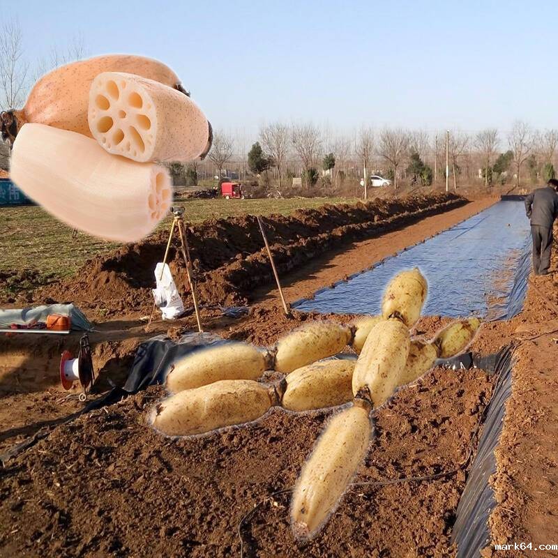 藕塘底部铺设体育意甲国际米兰推广应用前景很好