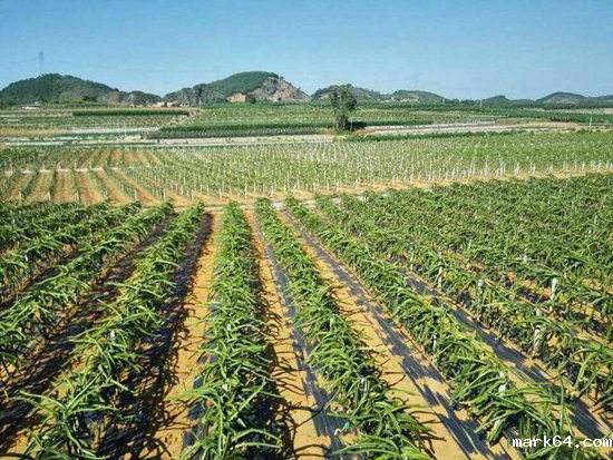 园艺地布对杂草数量、种类的影响